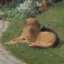 Anonymous Dog icon