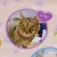 Ema icon
