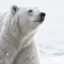 The White Bear icon