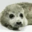 Kiwi The Seal icon