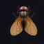 fly-trader icon