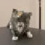 Anonymous Cat icon