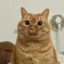 Fart Cat icon