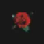 RoseOnAurora icon