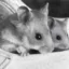 Boris and natasha icon