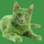 pumpcat icon