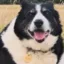 Roblox Dog icon