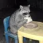 racoonontable icon