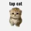 Tapcat icon