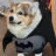 BATMAN icon