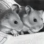 BORIS and Natasha icon