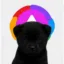 Kodiak Black icon