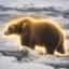 The Fattest Bear icon