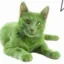 pumpcat icon