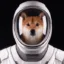 Space Inu icon