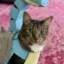 Pokecat icon