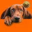 The Bitcoin Dog icon