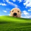 Blissful Dog icon