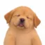 Eepy Dog icon