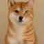 Hybrid Inu icon