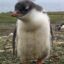 southeastern gentoo icon
