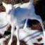 The White Bull icon