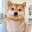 Potato Inu icon