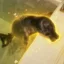 Matcha The Seal icon