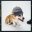 Rufus icon