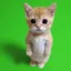 El Gato icon
