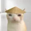 chinese hat cat icon