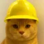 catwifhardhat icon