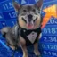 Doginvest icon