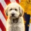 K9 Bentley icon
