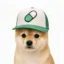 Pup icon
