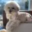 Kimchi's Dog icon