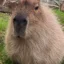 rupert icon