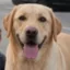 XDOG icon