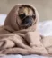 Dog In Hood icon