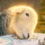 Hamish icon