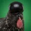 Hooded Seal icon