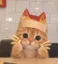 McMeow icon