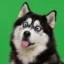 pupm icon