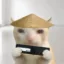 RAMCAT icon