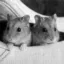 BORIS AND NATASHA icon