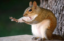 Caught in the act icon