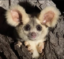 Little Brown Bandicoot icon