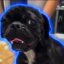 Save Bimba icon