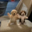 Dancing Dogs icon