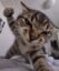 Punch Cat icon